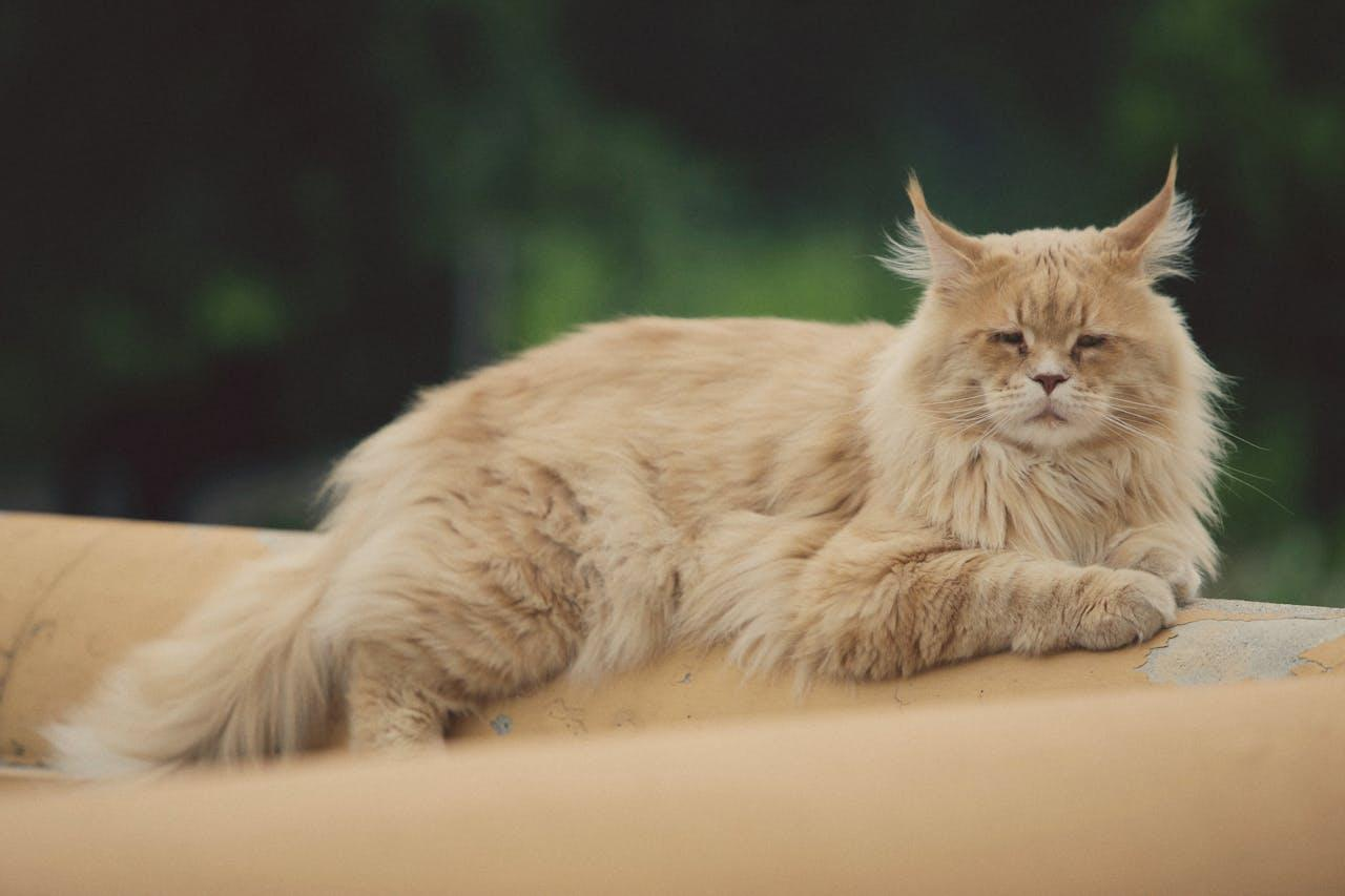Le maine coon : un chat majestueux aux origines mysterieuses
