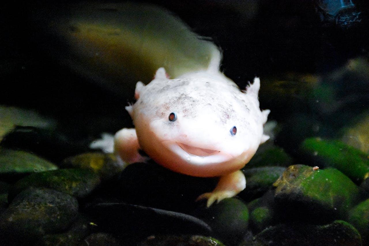 Je veux un axolotl : tout savoir pour adopter et bien s’occuper de ce drole d’animal