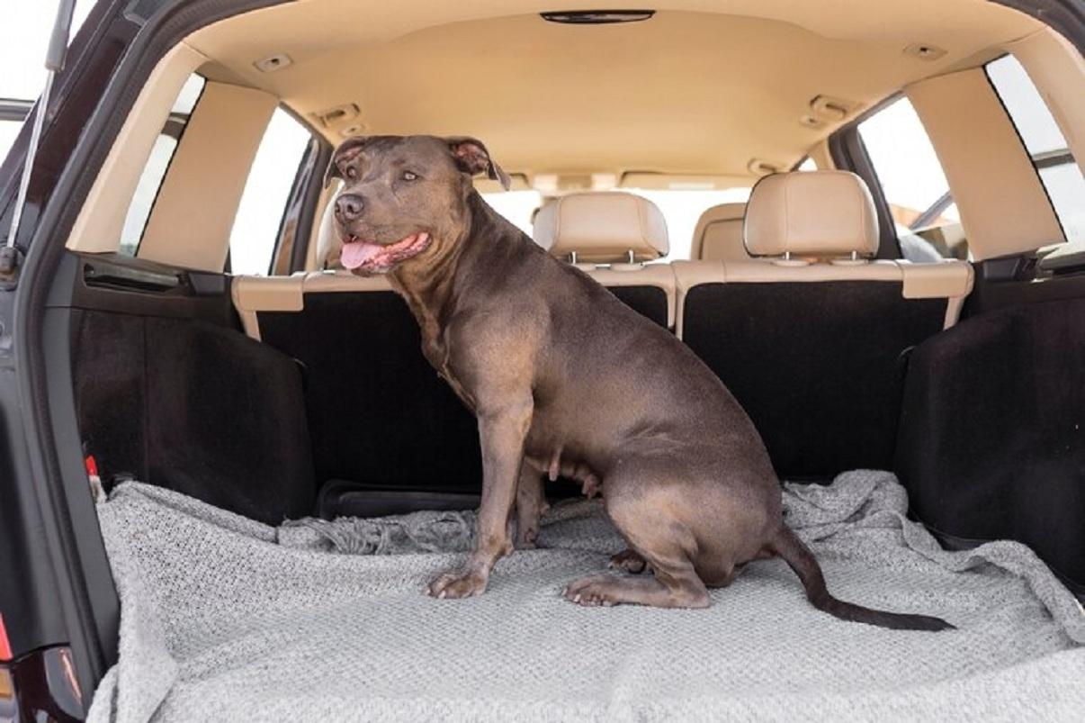 Proteger votre coffre avec une housse adaptee pour chien